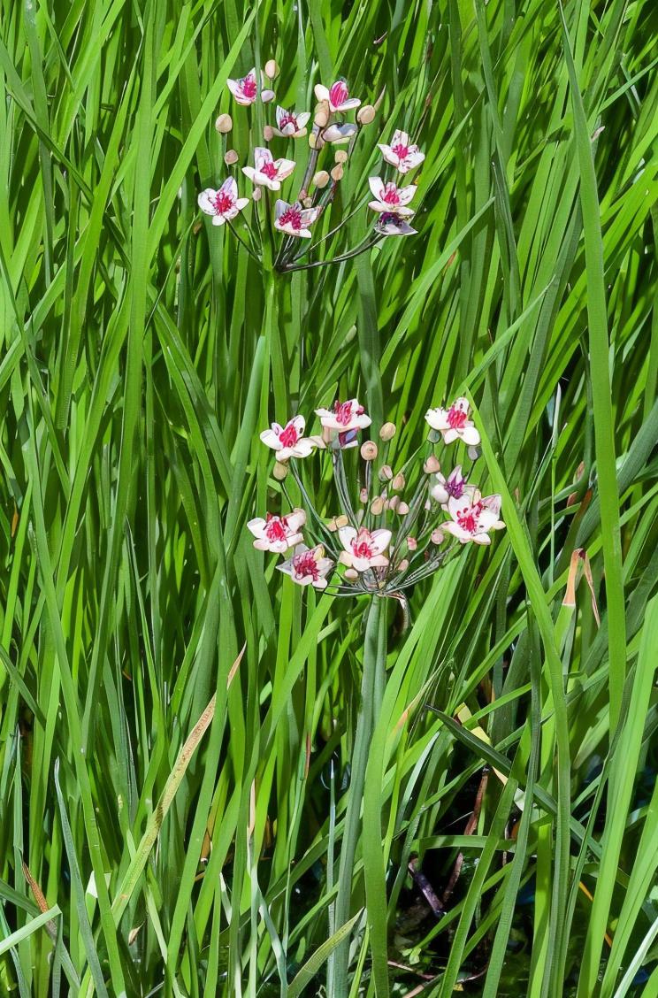 Butomus umbellatus in fiore in un laghetto, con delicate infiorescenze rosa.