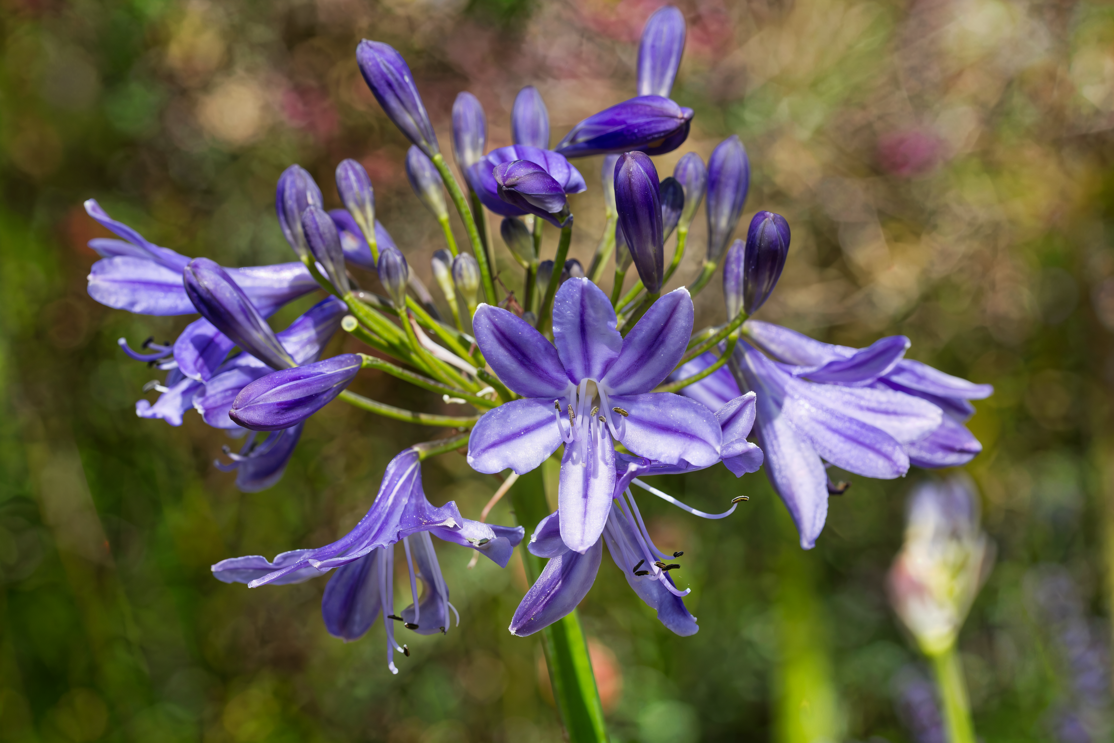 Agapanthus Lapis Lazuli in piena fioritura con spighe di fiori blu intenso nel giardino