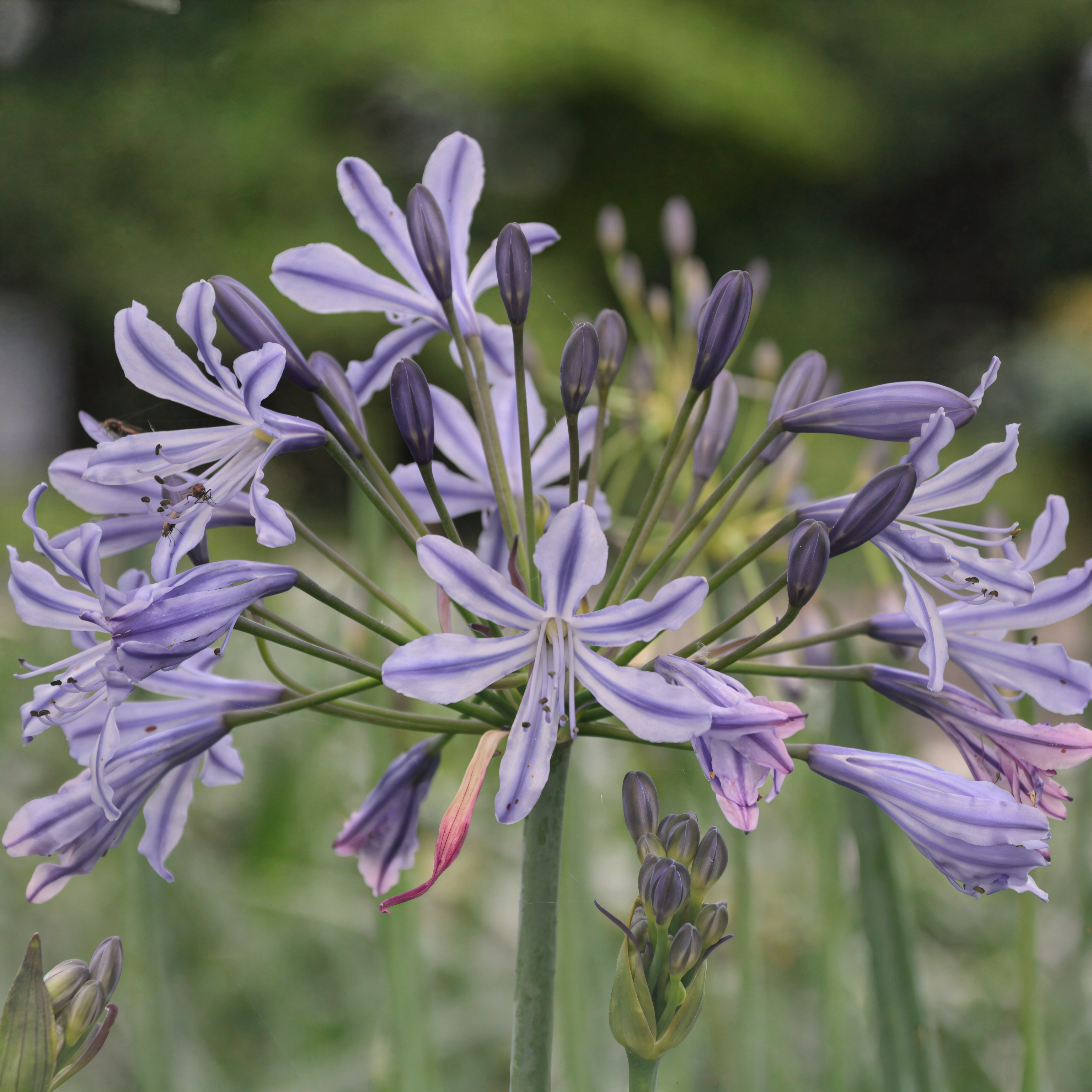 Agapanthus praecox 'Su Casa' in piena fioritura con fiori blu-violetto e bianchi in un giardino mediterraneo
