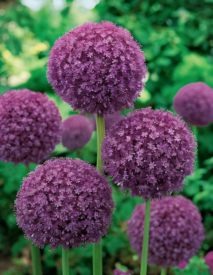 Allium giganteum in piena fioritura in un giardino moderno