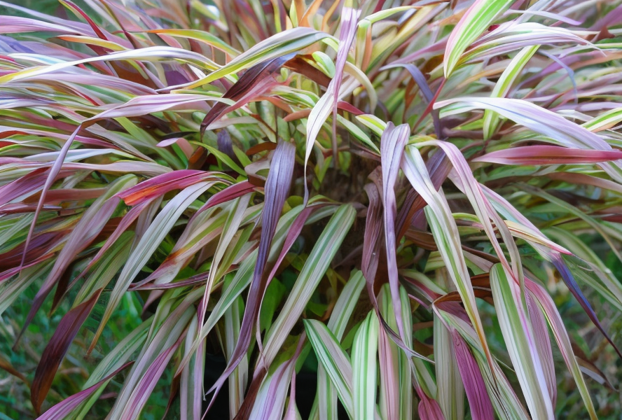 Hakonechloa macra 'Naomi' in primo piano, con foglie striate verdi e bronzo che creano un effetto cascata.