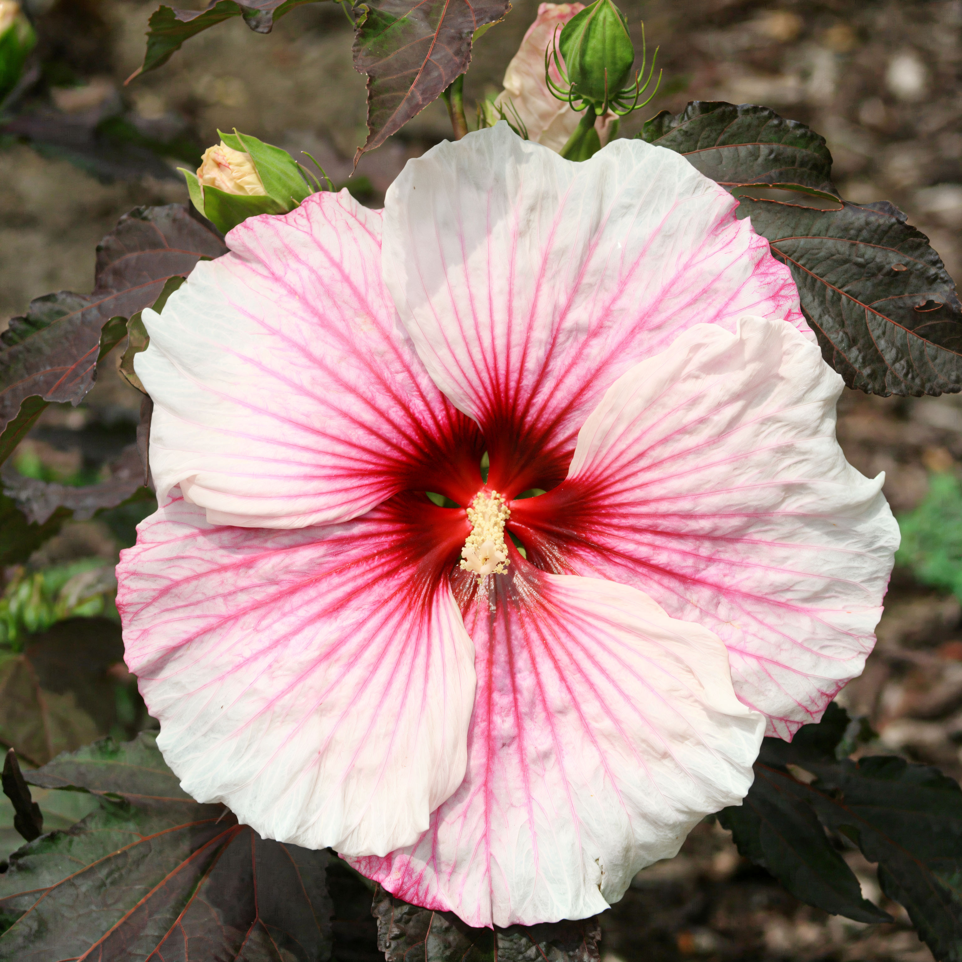 Hibiscus moscheutos 'Copper Queen' con grandi fiori rosa salmone e foglie ramate in giardino acquatico