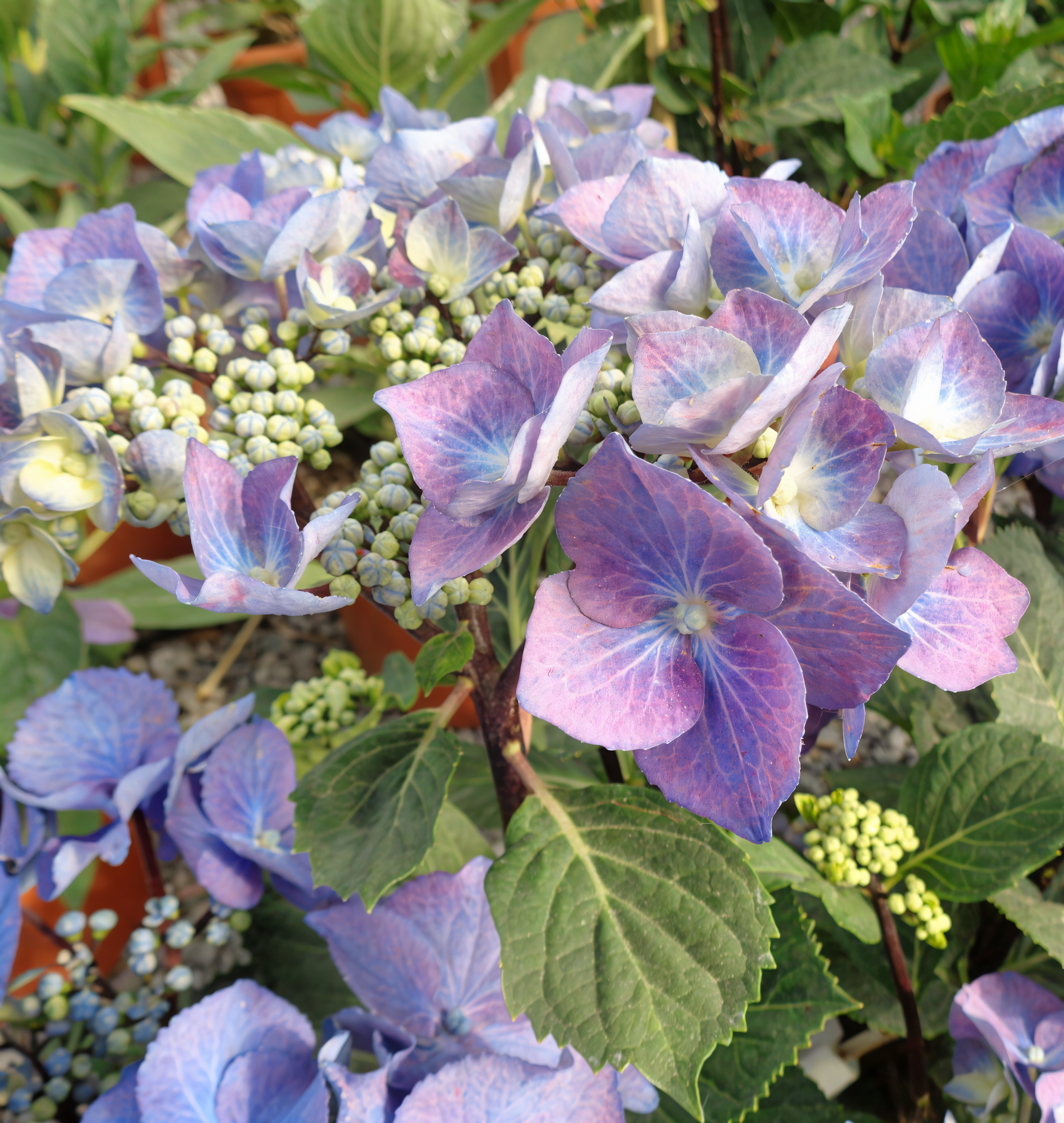 Hydrangea macrophylla 'Zorro' in piena fioritura con steli scuri e fiori rosa violacei