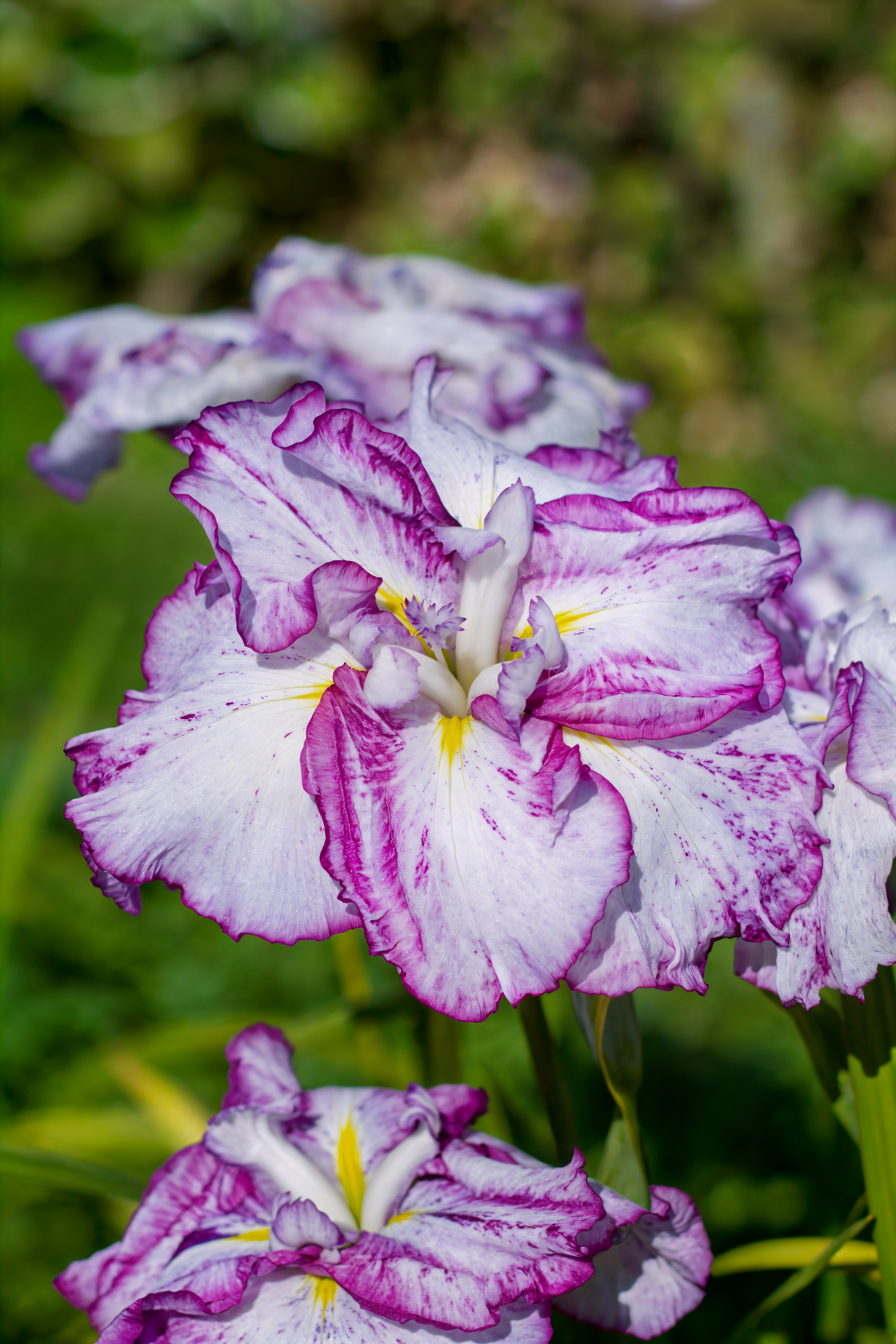 Iris ensata Harlequinesque fiorita con petali bianchi e striature viola in un laghetto