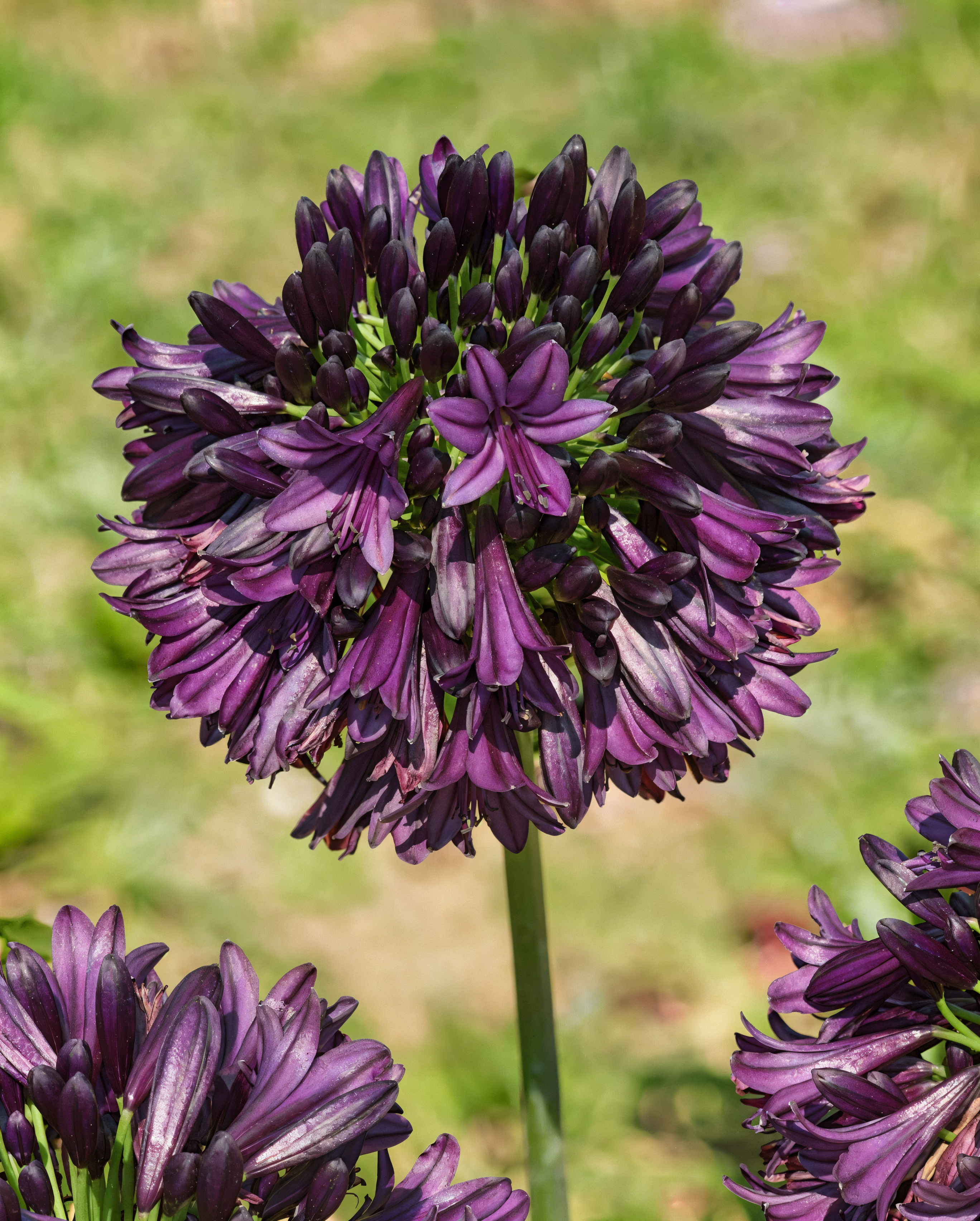 Agapanthus 'Black Jack' in fiore con i suoi fiori viola scuro e steli compatti