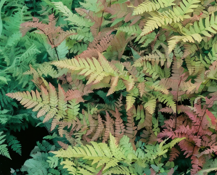 Dryopteris erythrosora Felce rossa nel sottobosco di un giardino ombroso