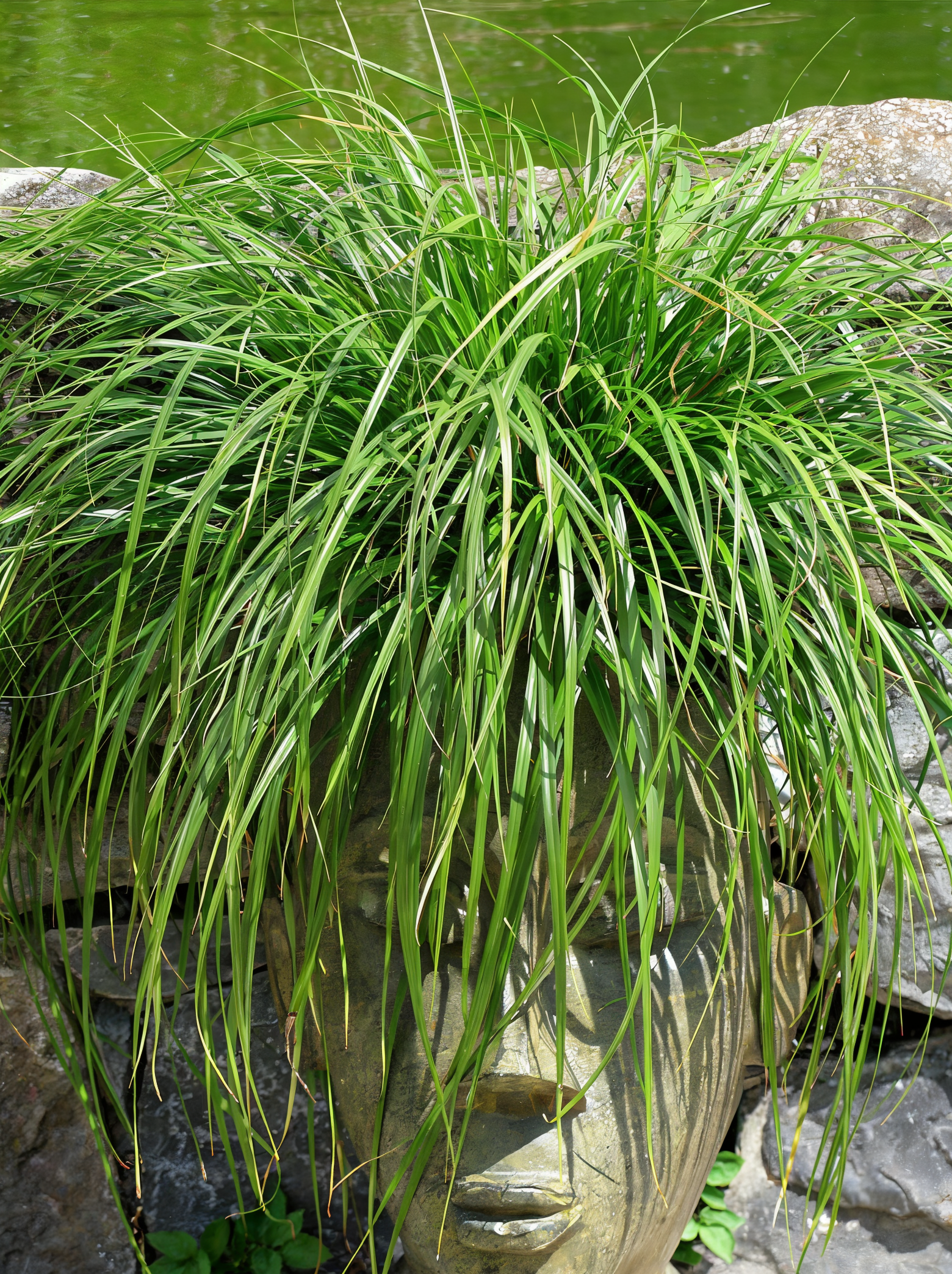 Carex oshimensis 'Evergreen' in un giardino roccioso, con foglie giallo-verdi