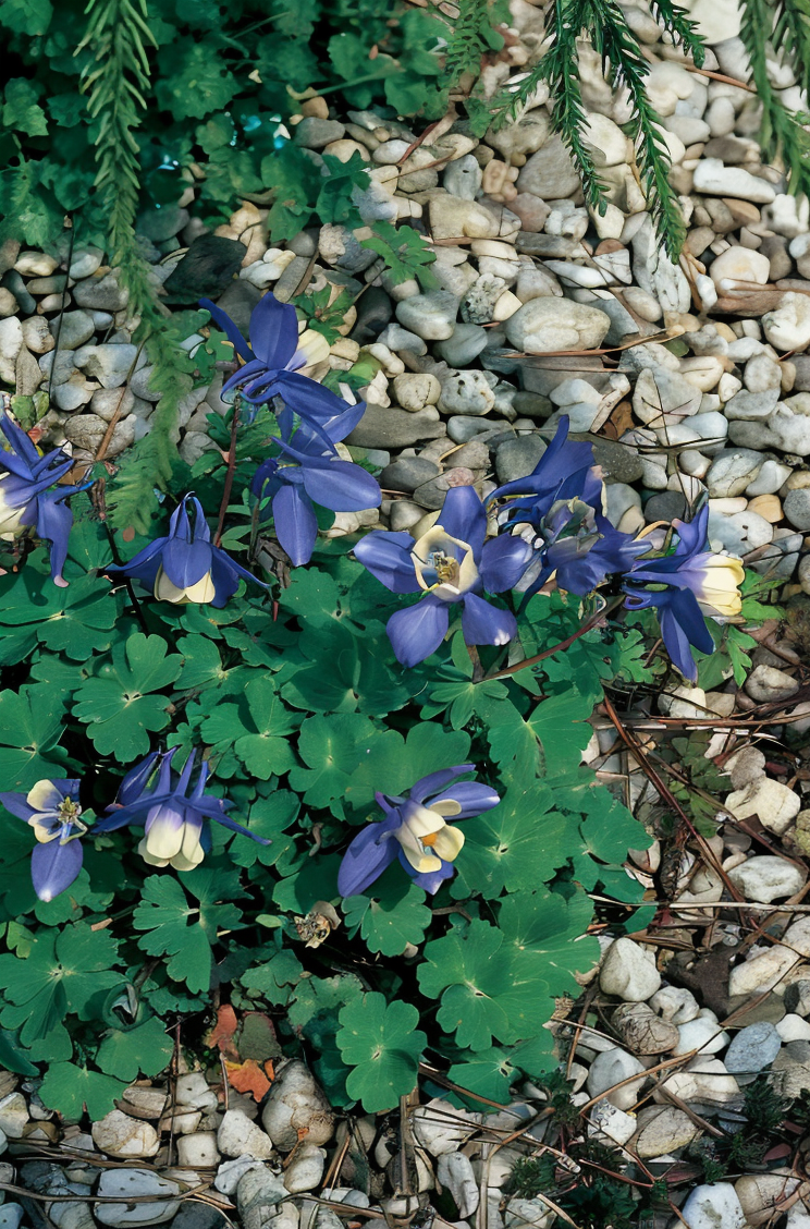 Aquilegia flabellata 'Ministar' in fiore con petali bianco-rosati in un giardino roccioso