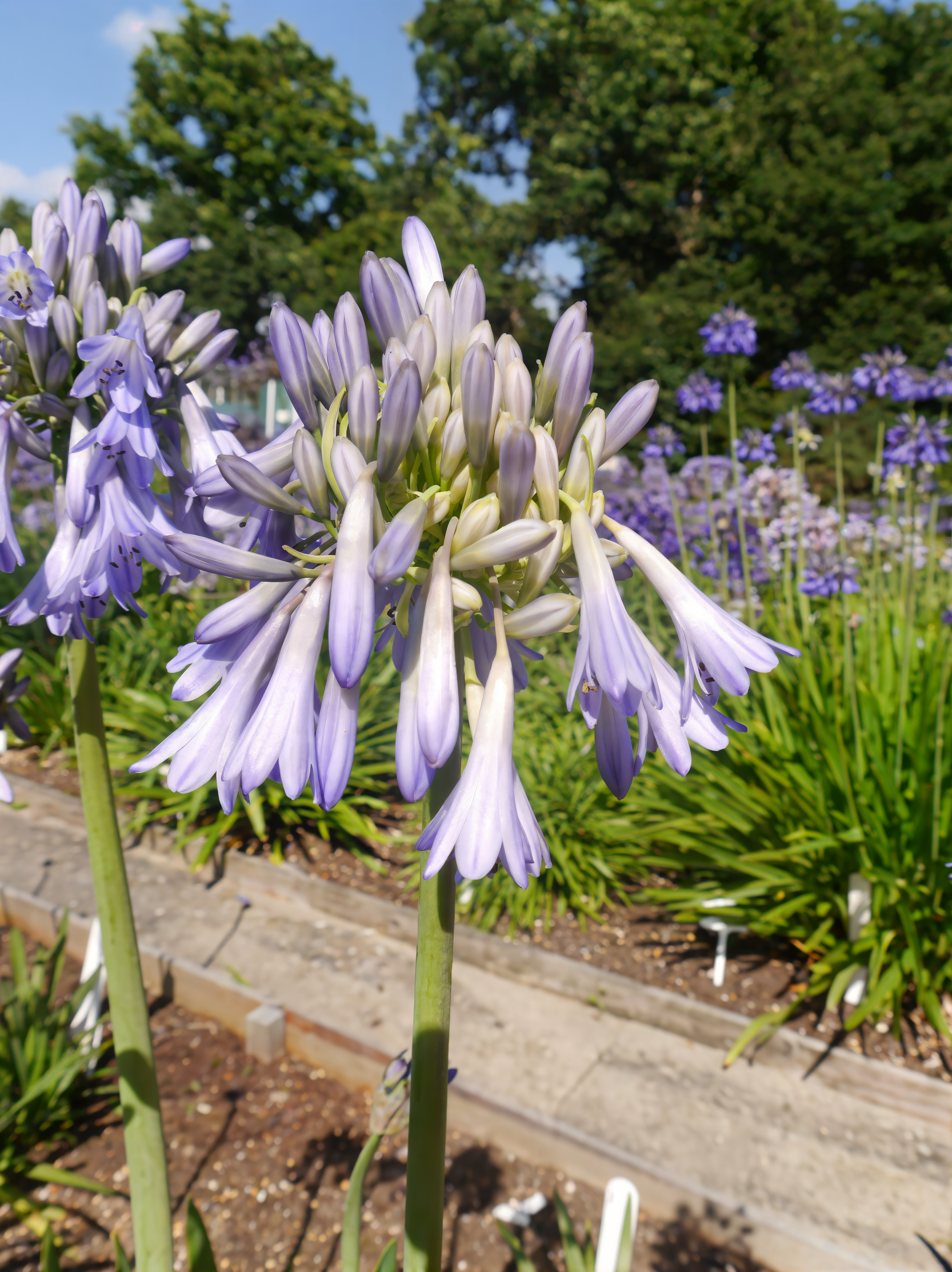 Agapanthus 'Celebration' in piena fioritura, con i suoi fiori bianchi su steli alti in un giardino mediterraneo.