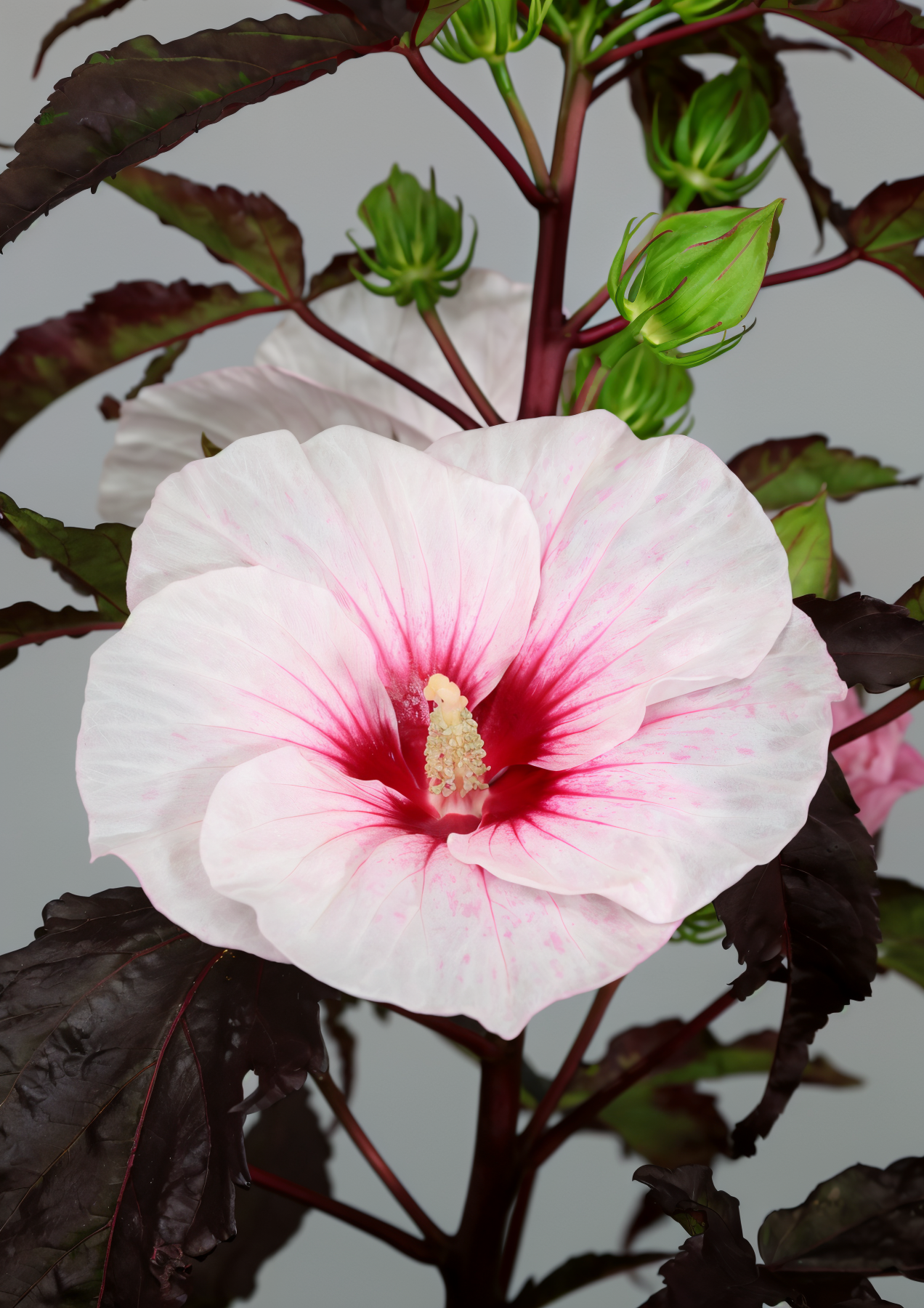 Hibiscus moscheutos 'Carousel Jolly Heart' in piena fioritura in un bordo acquatico, con grandi fiori rosa e rosso.