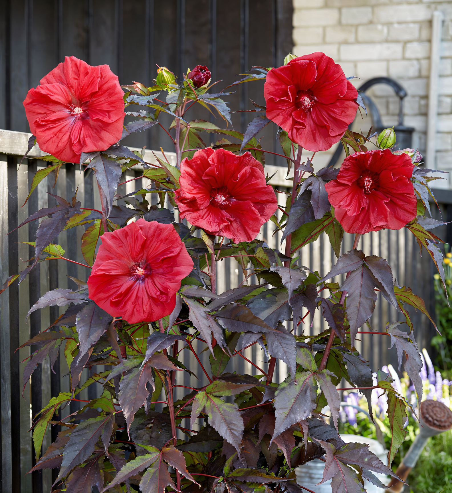 Hibiscus moscheutos Carousel Red Wine in piena fioritura, ideale per il garden design di giardini acquatici.