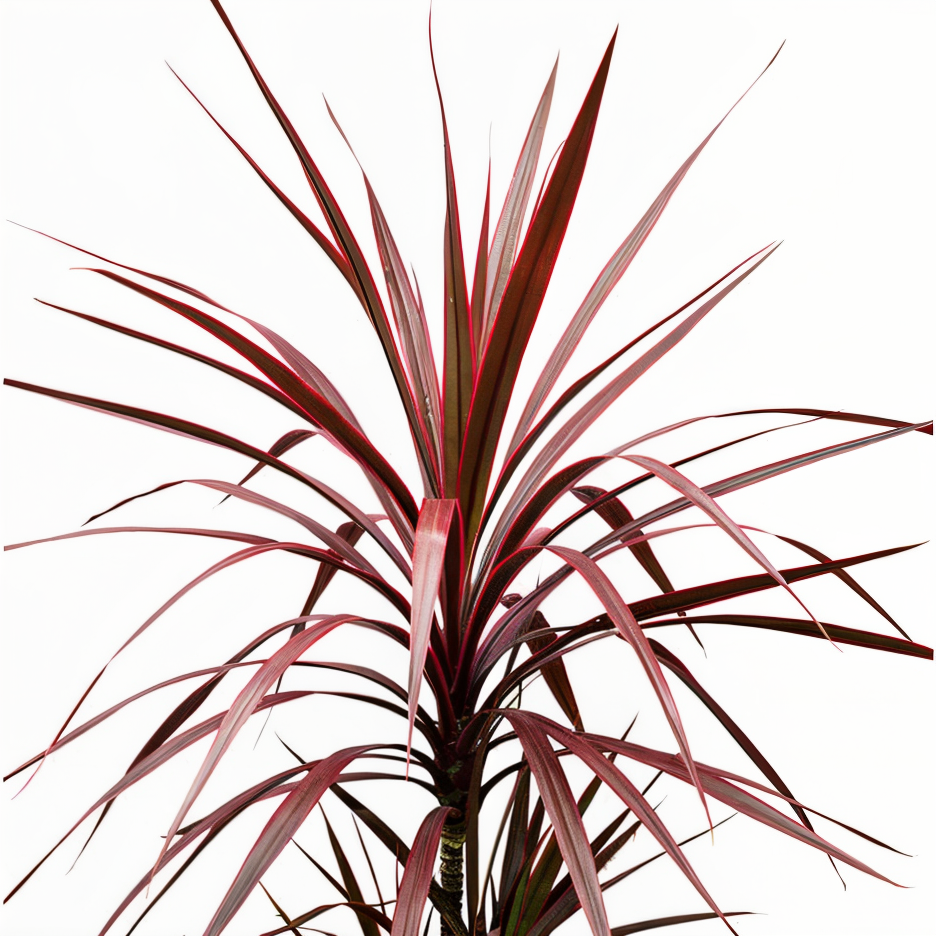 Cordyline australis 'Red Comet' in vaso su balcone moderno