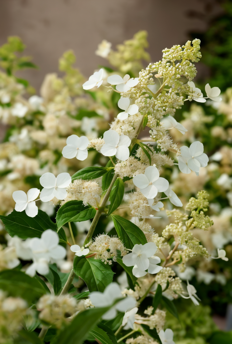 Hydrangea paniculata 'Kyushu' in piena fioritura con grandi pannocchie bianche