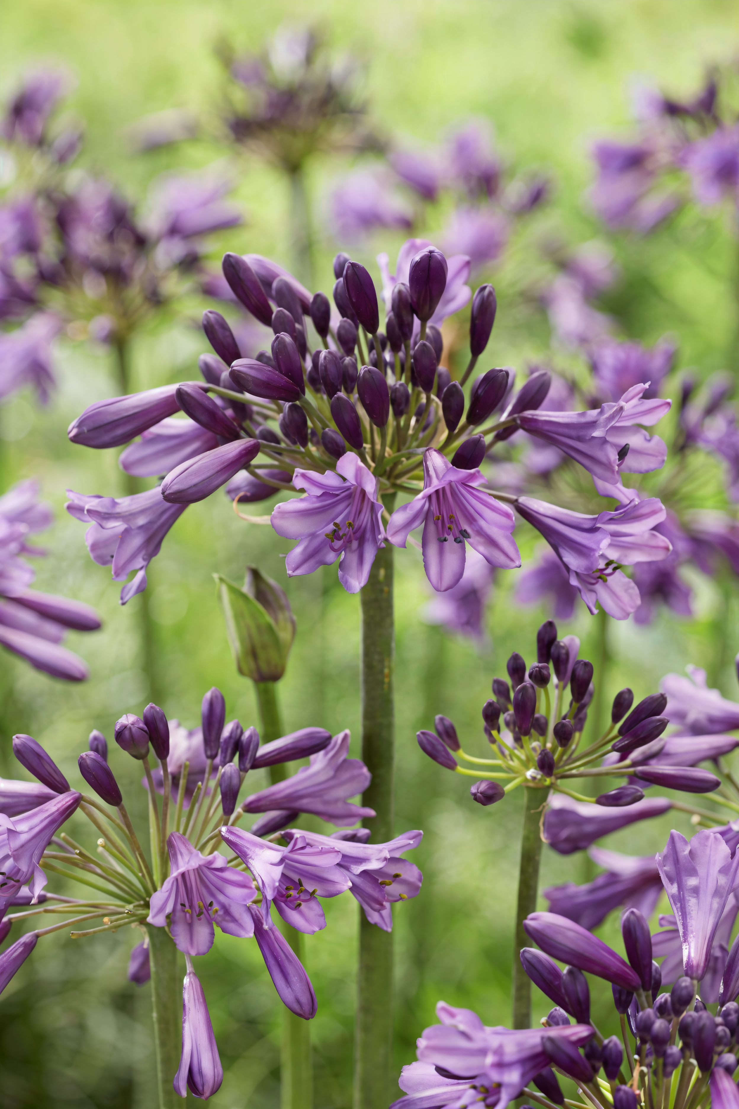 Agapanthus 'Poppin Purple' in piena fioritura, giglio africano viola