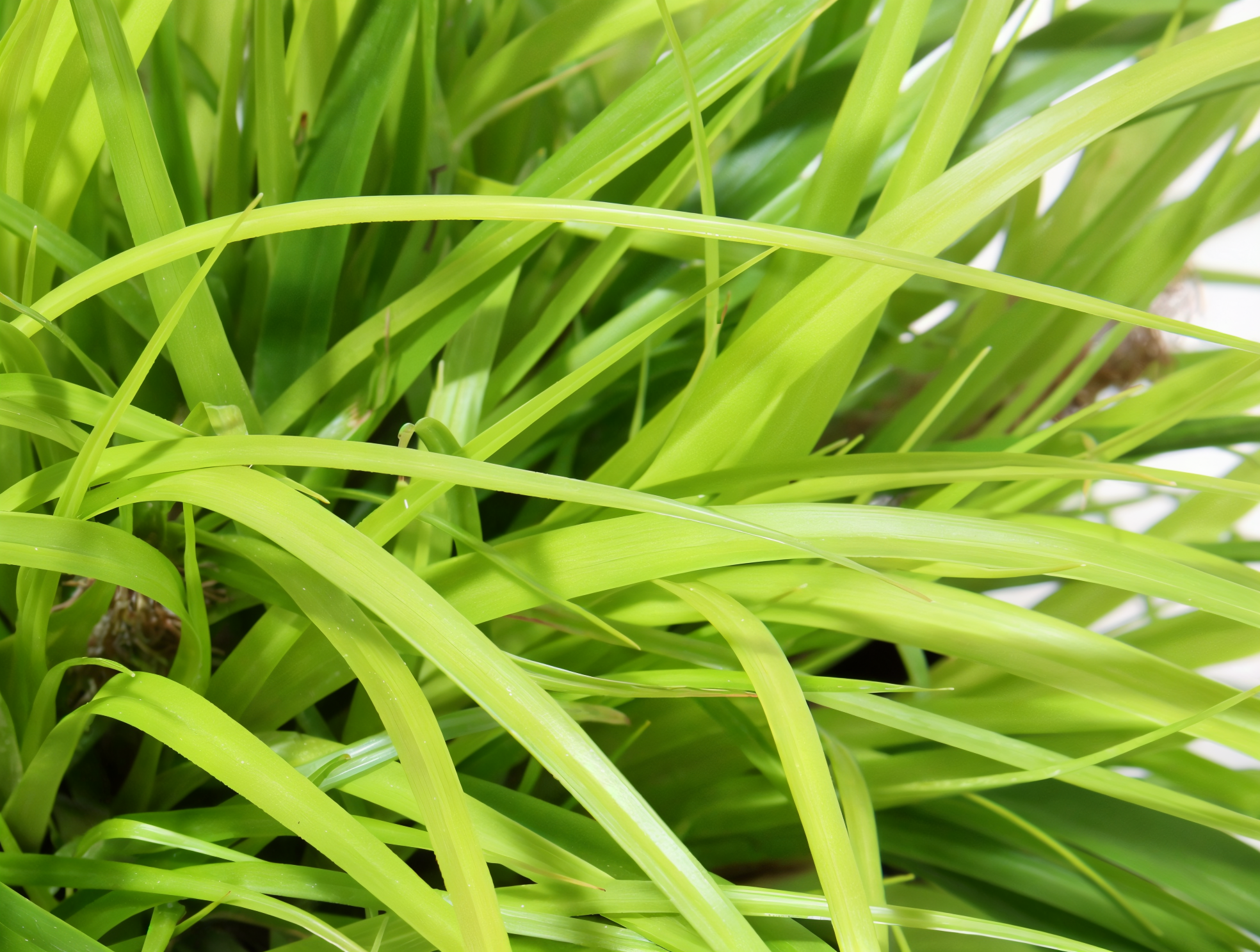 Carex oshimensis 'Everillo' in giardino roccioso, fogliame verde lime