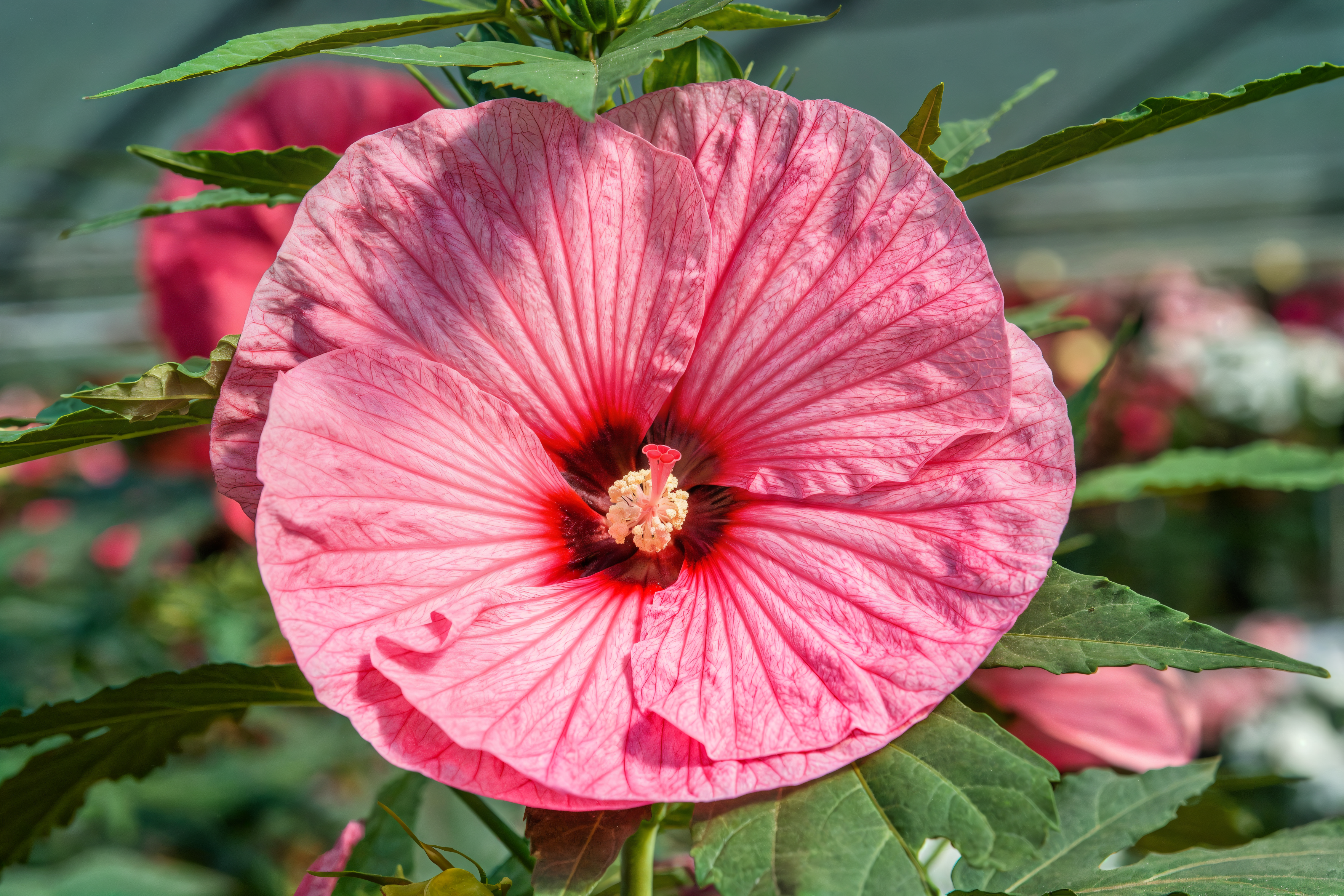 Hibiscus moscheutos Candy Crush in piena fioritura, un tocco di colore per il giardino acquatico.