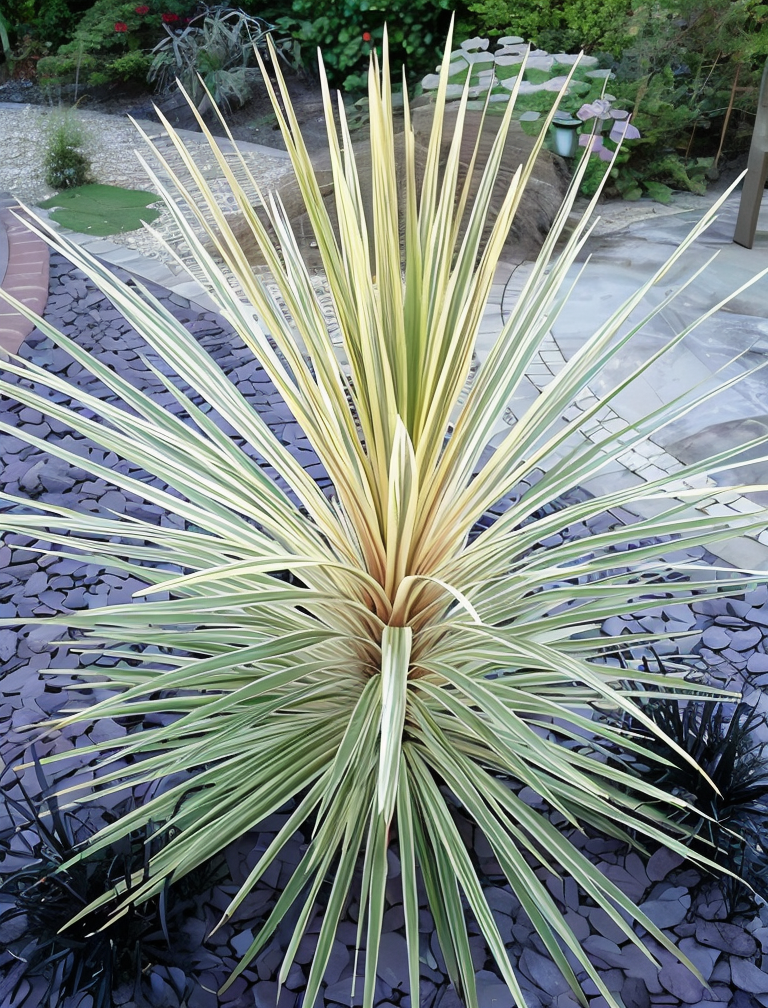 Cordyline australis 'Torbay Dazzler' in vaso grande, fogliame variegato bianco e verde in giardino