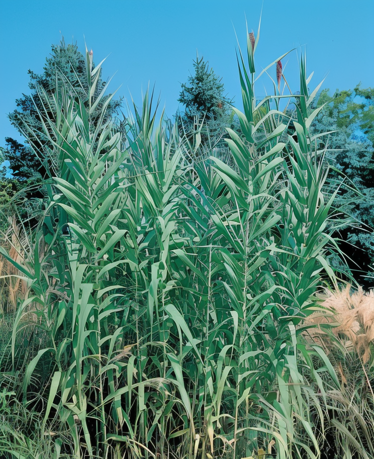 Arundo donax canna comune in un giardino mediterraneo, vista panoramica
