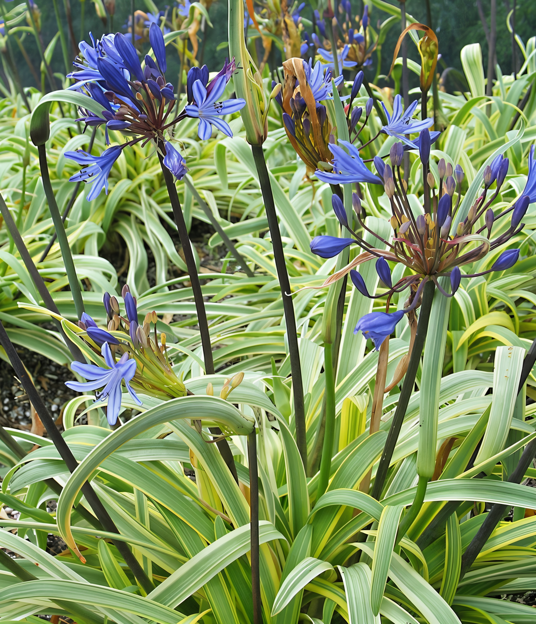 Agapanthus Goldstrike in fiore con foglie variegate in giardino mediterraneo
