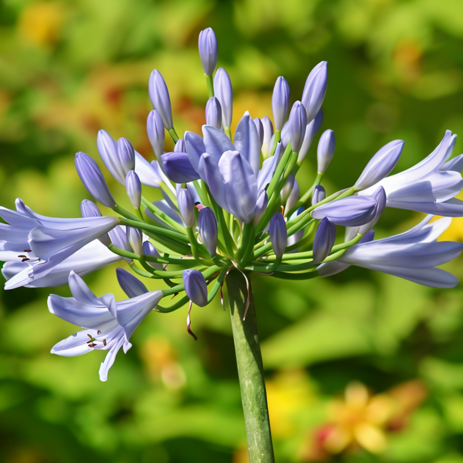 Agapanthus Pitchoune Blue in piena fioritura, fiori blu intenso in un vaso di design