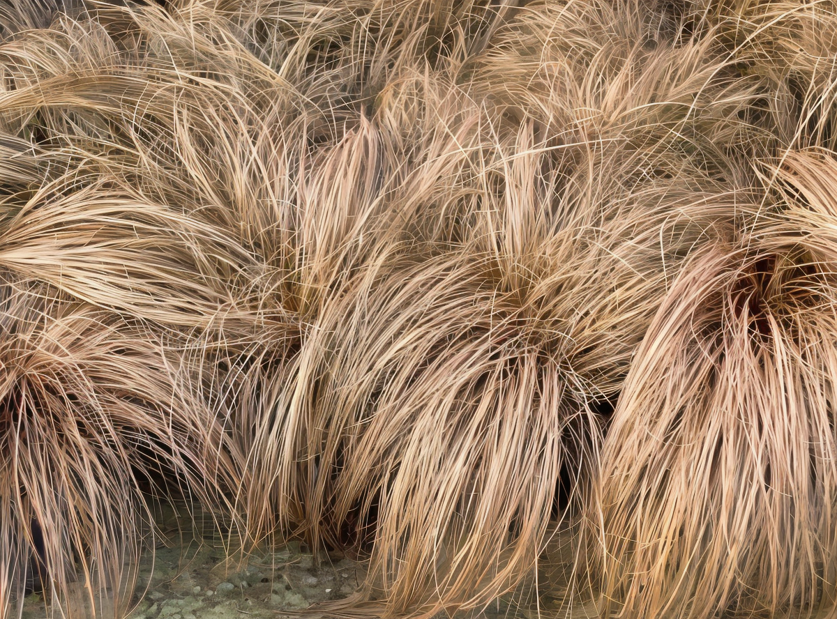 Carex comans 'Bronze Form', erba ornamentale bronzea in giardino roccioso
