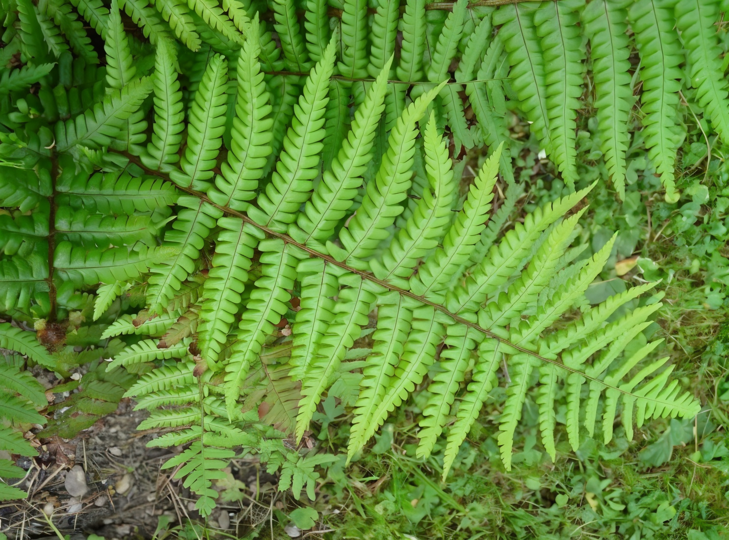 Dryopteris affinis, felce maschio lucida in un giardino ombroso
