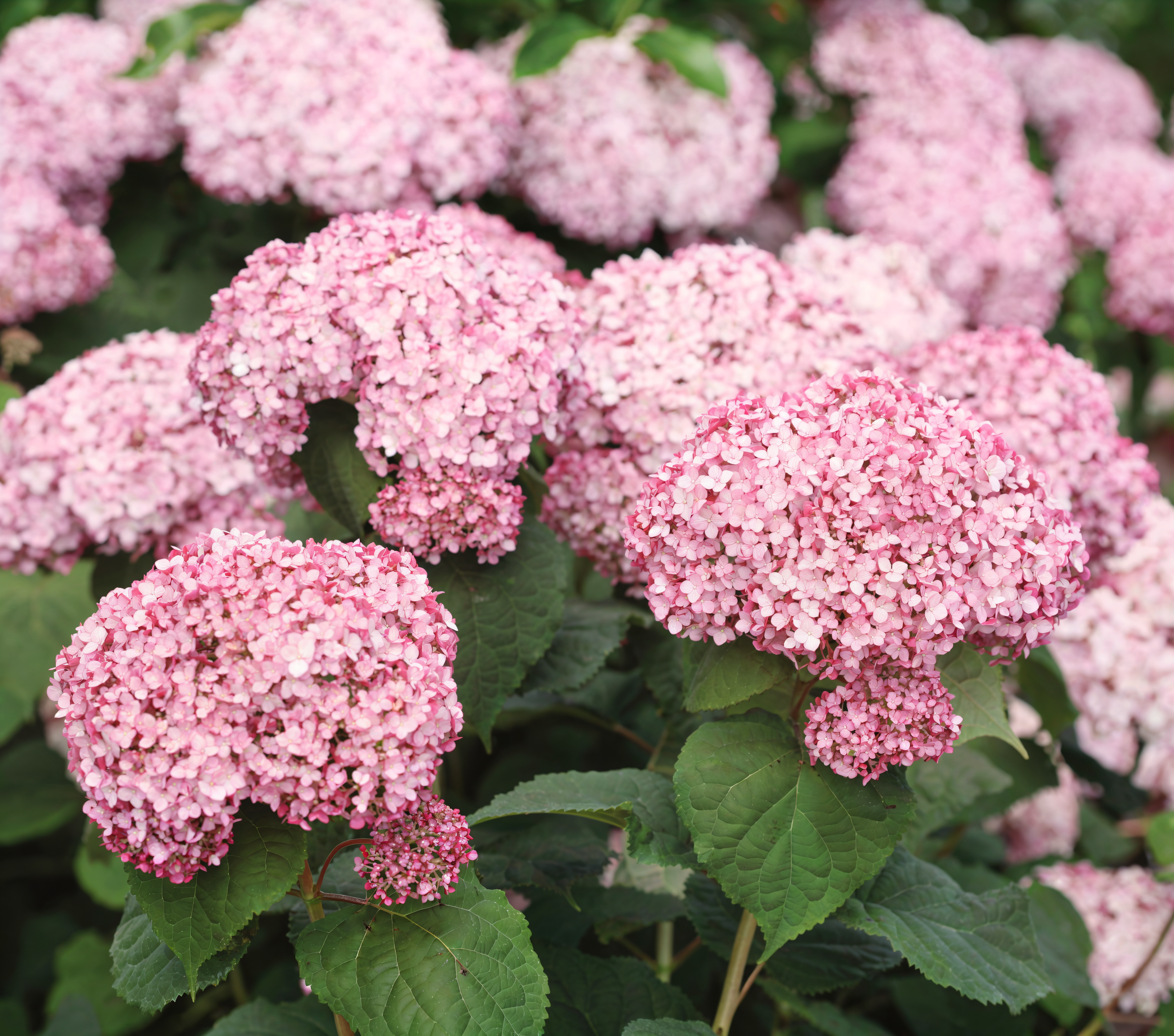 Ortensia Hydrangea arborescens 'Sweet Annabelle' con grandi fiori bianchi nel giardino.