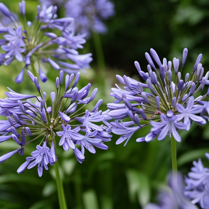 Agapanthus 'Lavender Haze' in piena fioritura con sfondo verde