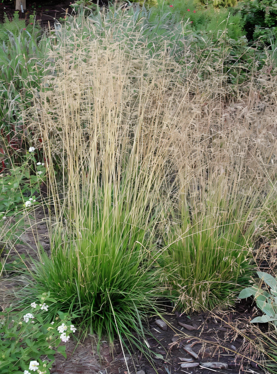 Deschampsia cespitosa in fiore, spighe dorate mosse dal vento, giardino naturalistico