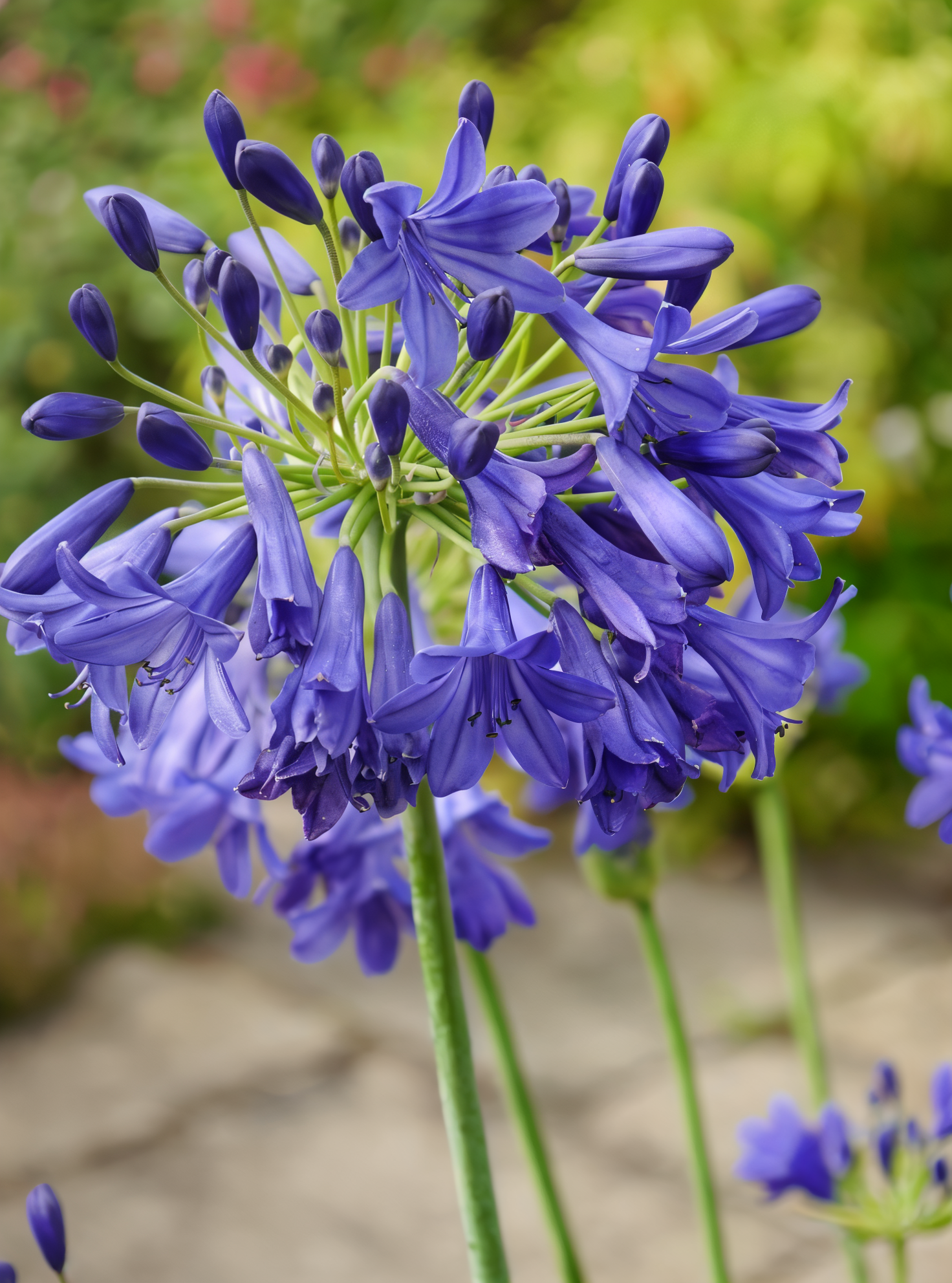 Agapanthus praecox Flower Of Love, esemplare in piena fioritura con fiori blu-violetto