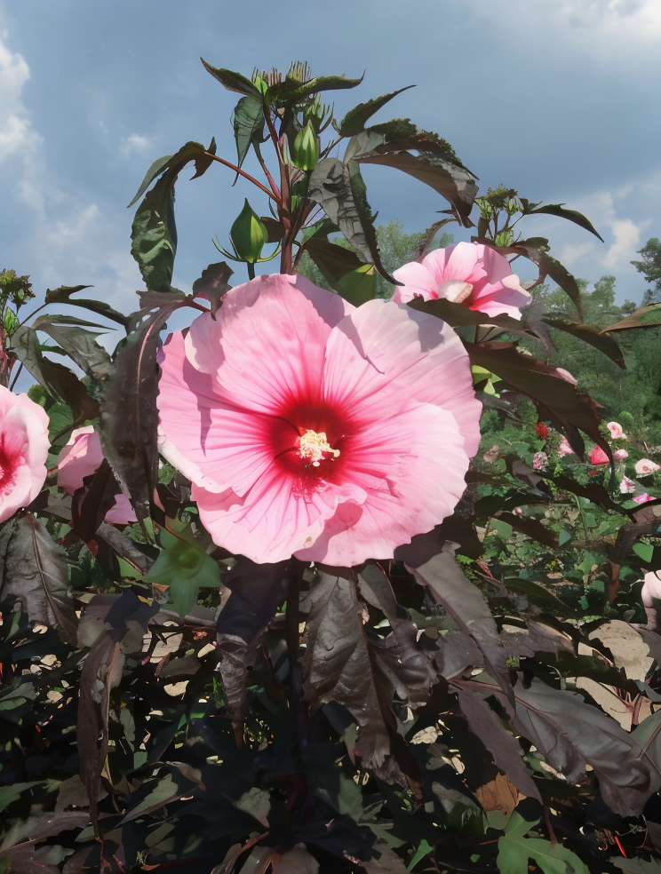 Hibiscus moscheutos Summer Storm in piena fioritura con fiori bianchi e centro rosso