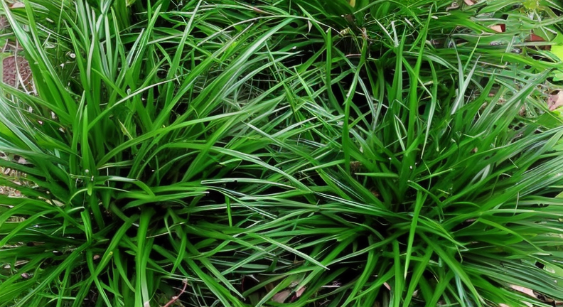 Carex morrowii Irish Green in un giardino roccioso, con foglie verde brillante