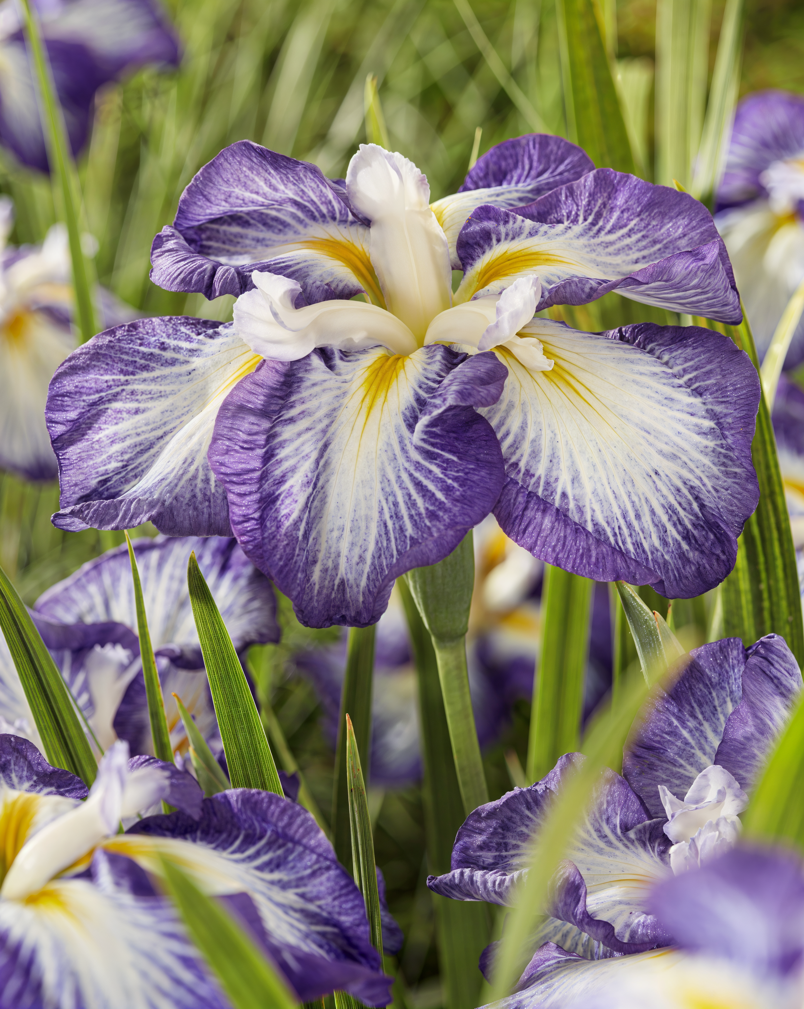Iris ensata Dinner Plate Carrot Cake con fiori arancioni e gialli in giardino acquatico