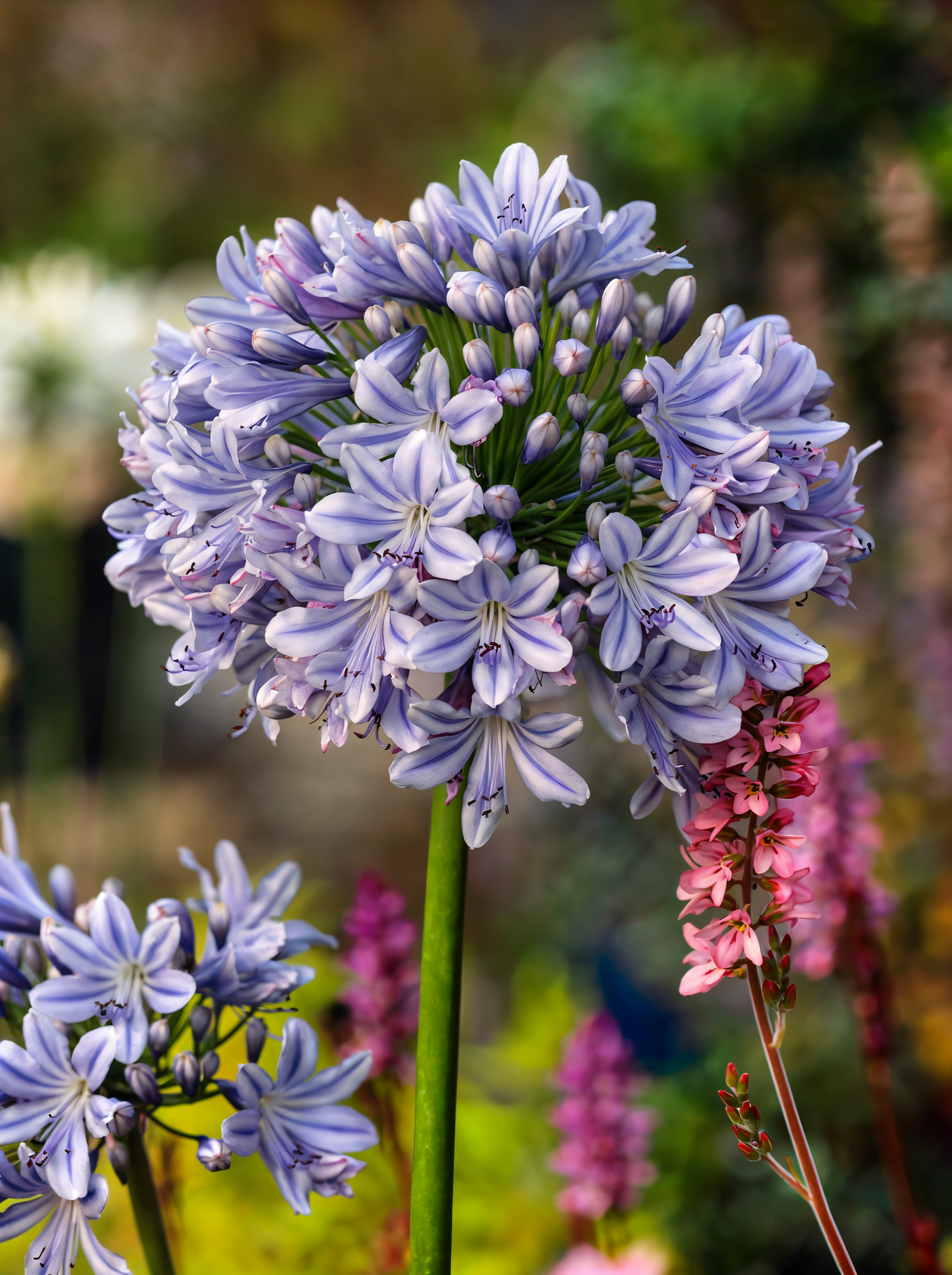 Agapanthus 'Full Moon' in fioritura, giglio africano bianco in giardino