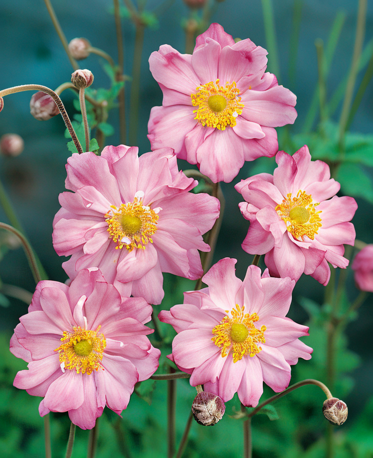 Anemone x hybrida Königin Charlotte Single in piena fioritura autunnale, fiori rosa