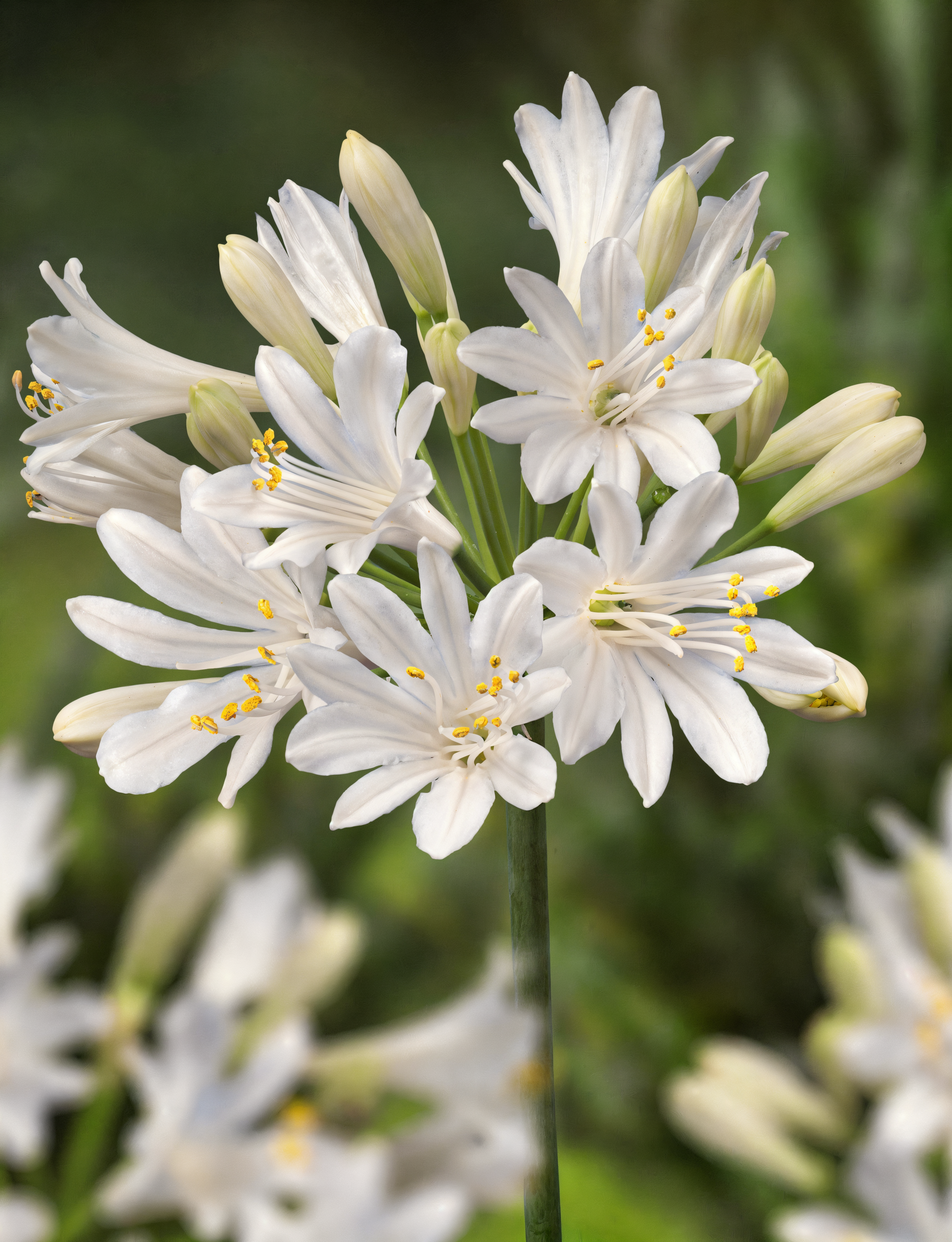 Agapanthus praecox 'New White' in piena fioritura, elegante giglio africano bianco