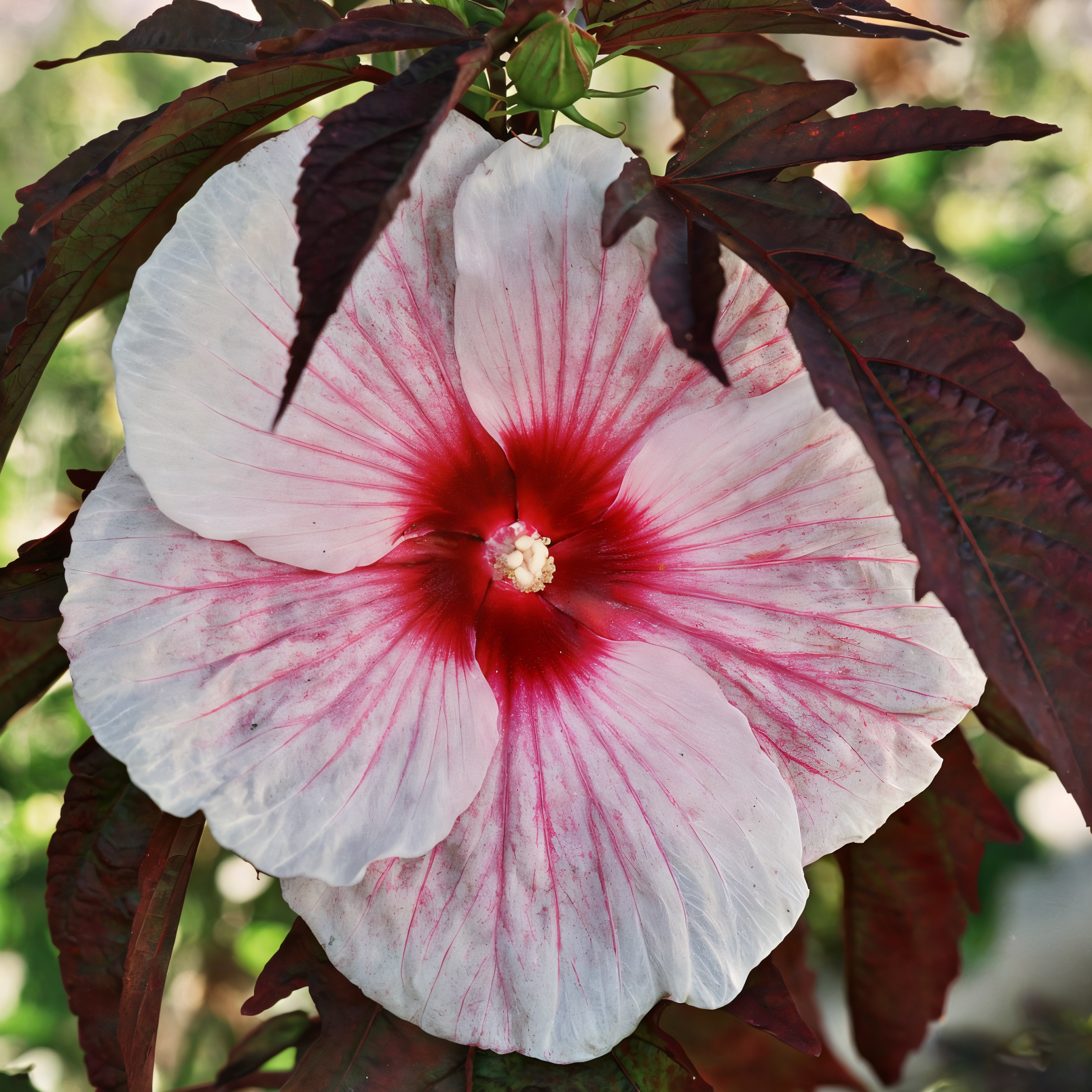Hibiscus moscheutos 'Kopper King' in piena fioritura con fiori rosa e fogliame bronzo in un giardino acquatico