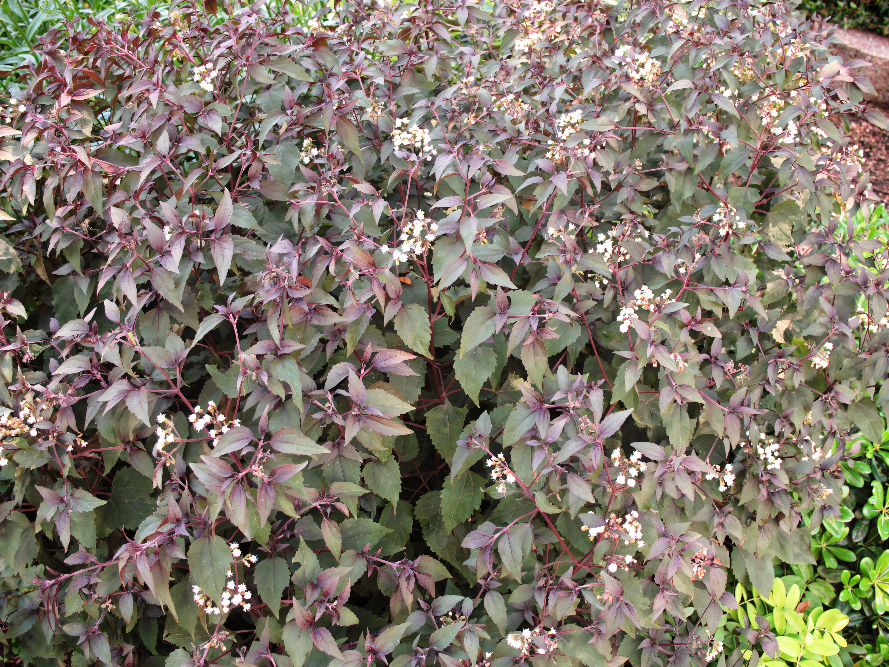 Eupatorium rugosum Chocolate in fioritura con foglie scure nel giardino