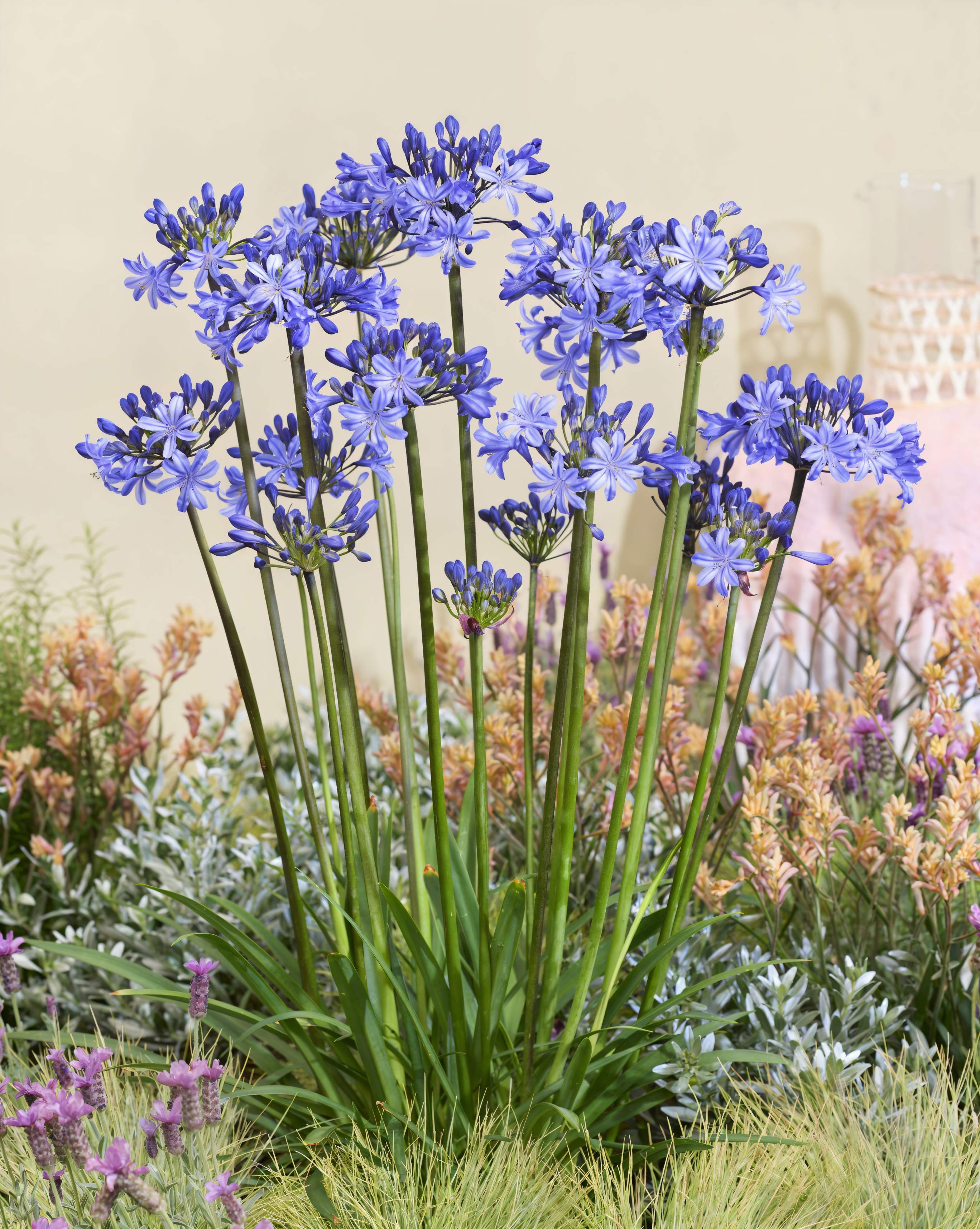 Agapanthus praecox 'Rising Star' con fiori blu-violetto in pieno sole nel giardino
