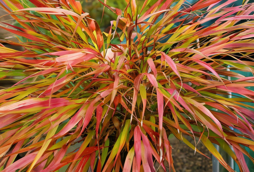 Hakonechloa macra 'Nicolas' in un giardino ombroso con pietre