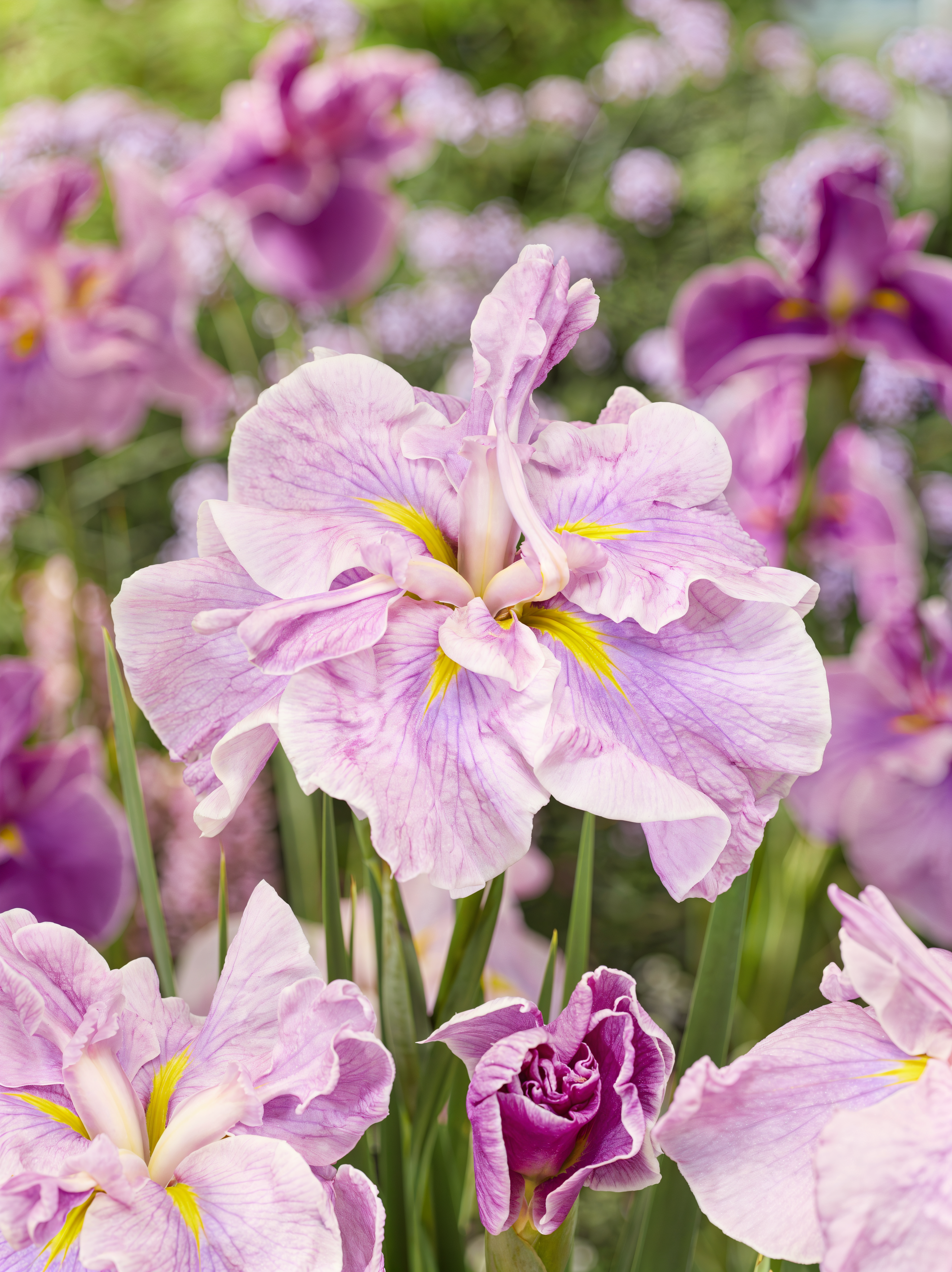 Iris ensata Dinner Plate Tub Tim Grob in fiore rosa chiaro in un laghetto
