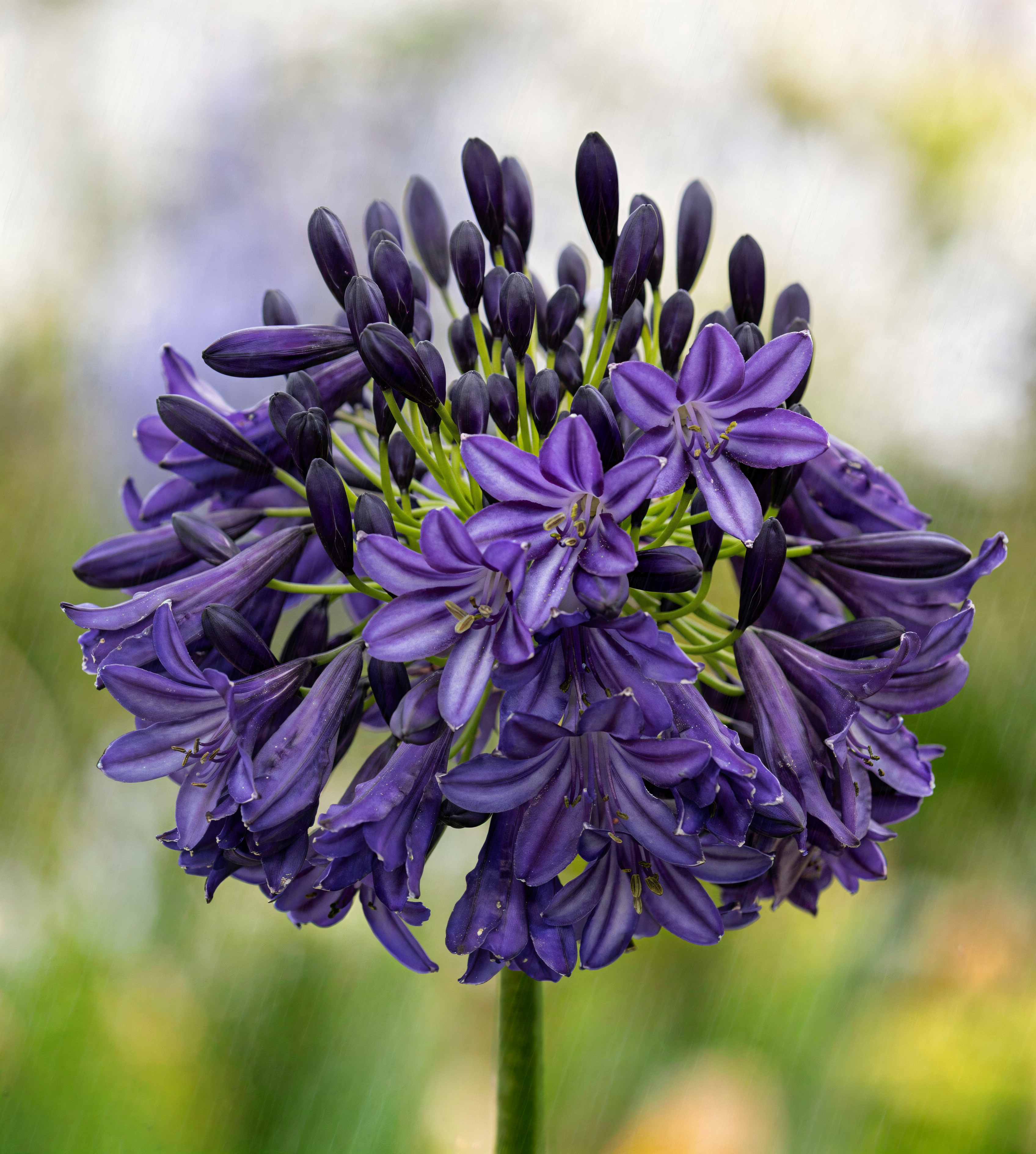 Agapanthus 'Dark Silk' in piena fioritura con petali scuri nel giardino